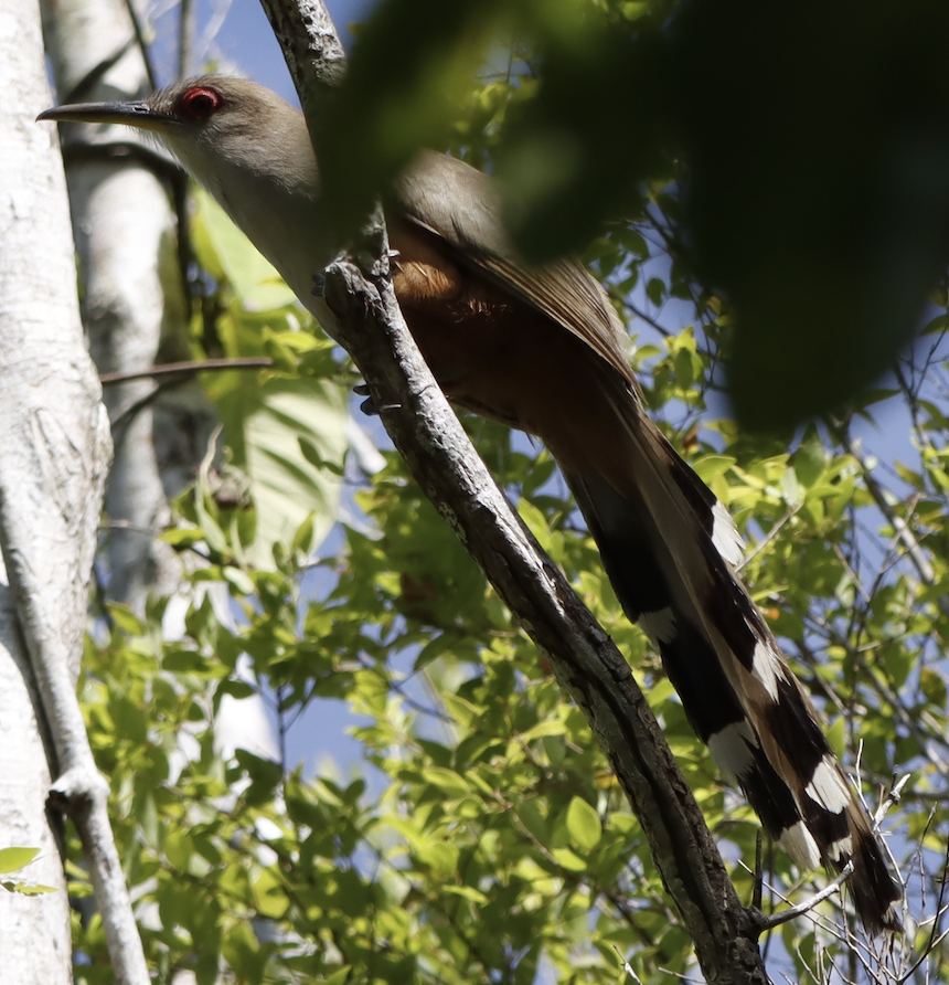 Puerto Rican Lizard-Cuckoo from C77C+QGJ, Puerto Rico 635, Arecibo ...