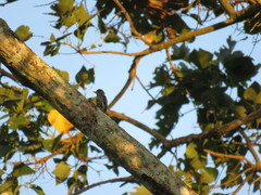 Picumnus albosquamatus