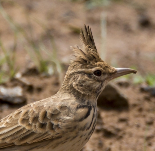 Crested Lark