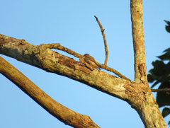 Picumnus albosquamatus
