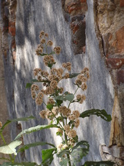 Critonia quadrangularis