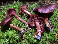 Tubaria punicea