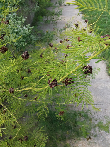 Desmanthus illinoensis