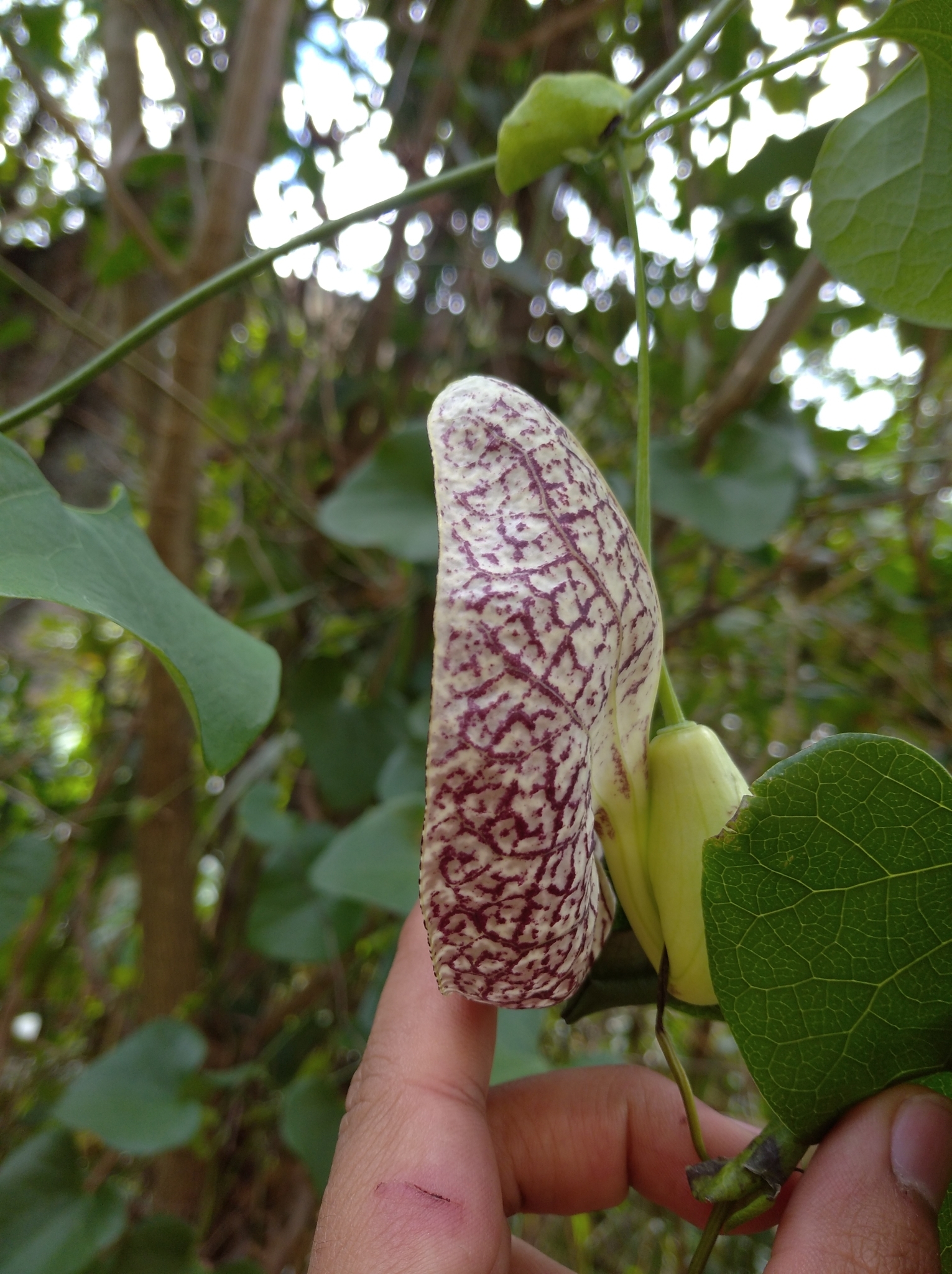 Aristolochia image