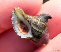 Acanthinucella spirata