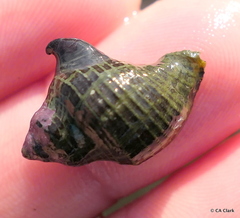 Acanthinucella spirata