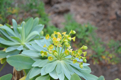 Euphorbia atropurpurea image