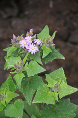 Pericallis echinata image