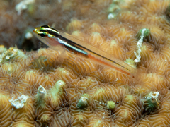 Yellow and Whitestriped Pygmygoby photo 3