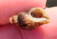 Acanthinucella spirata