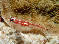 Zebra Dwarfgoby photo 1