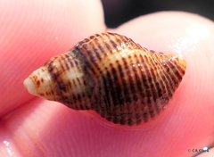Acanthinucella spirata