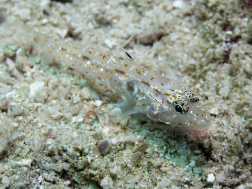Barenape goby (Fusigobius duospilus) — Gobiidae — 4