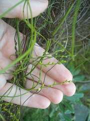Cassytha paniculata