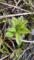 Plantago lanigera