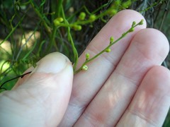 Cassytha paniculata