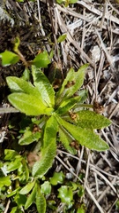 Plantago lanigera