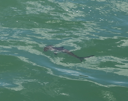 Smooth hammerhead shark photographed at Devonport Ferry Terminal, Waitemata Harbour, Auckland, New Zealand
