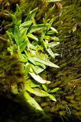 Plantago unibracteata