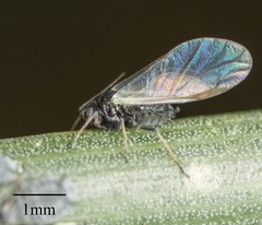 Aphis cytisorum