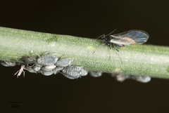 Aphis cytisorum