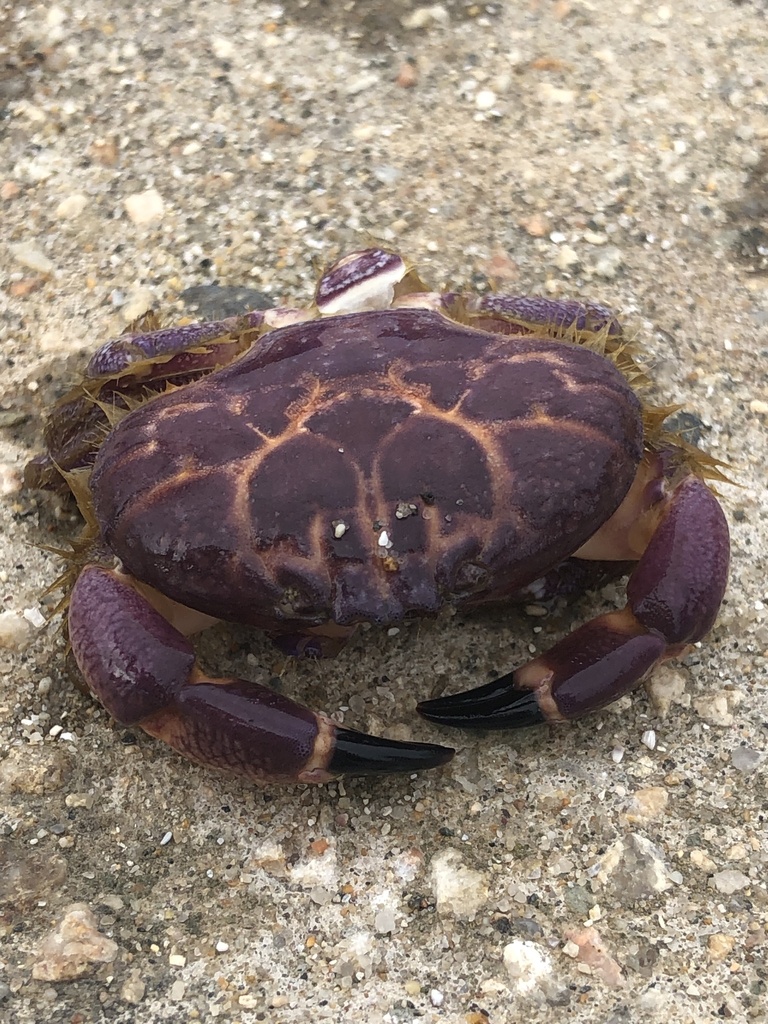 Paraxanthus barbiger