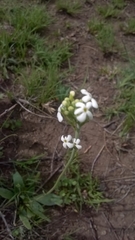 Manulea buchneroides