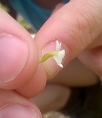 Manulea buchneroides