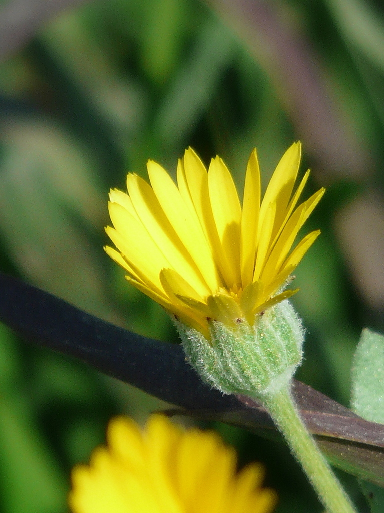 Maravilla Silvestre (Calendula arvensis) · Natusfera