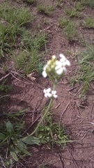 Manulea buchneroides