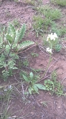 Manulea buchneroides