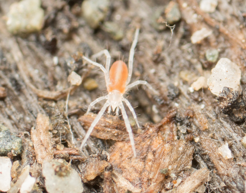 Rhagidiidae