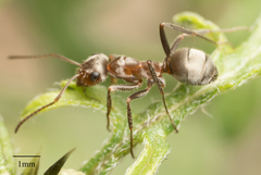Formica francoeuri