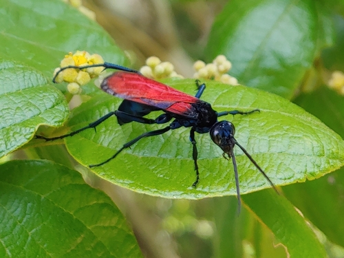 Red-winged Tarantula Hawk