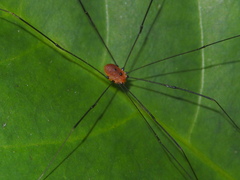 Pseudogagrella splendens