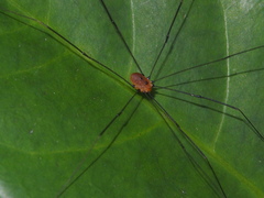 Pseudogagrella splendens