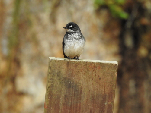 iNaturalist image