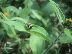 Gynandrobrotica lepida