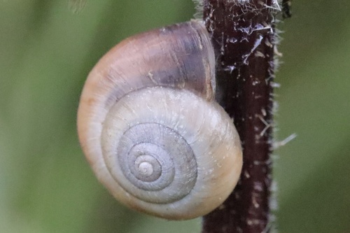 Kentish Nun Snail