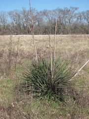 Yucca louisianensis