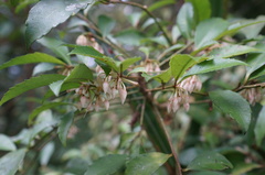 Ardisia cornudentata