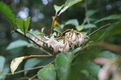 Ardisia cornudentata