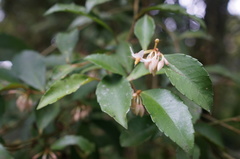Ardisia cornudentata