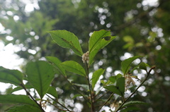 Ardisia cornudentata