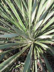 Yucca louisianensis