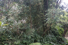 Ardisia cornudentata