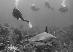 Carcharhinus perezii