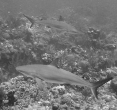 Carcharhinus perezii