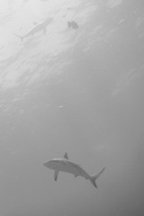 Carcharhinus perezii