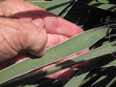 Yucca louisianensis